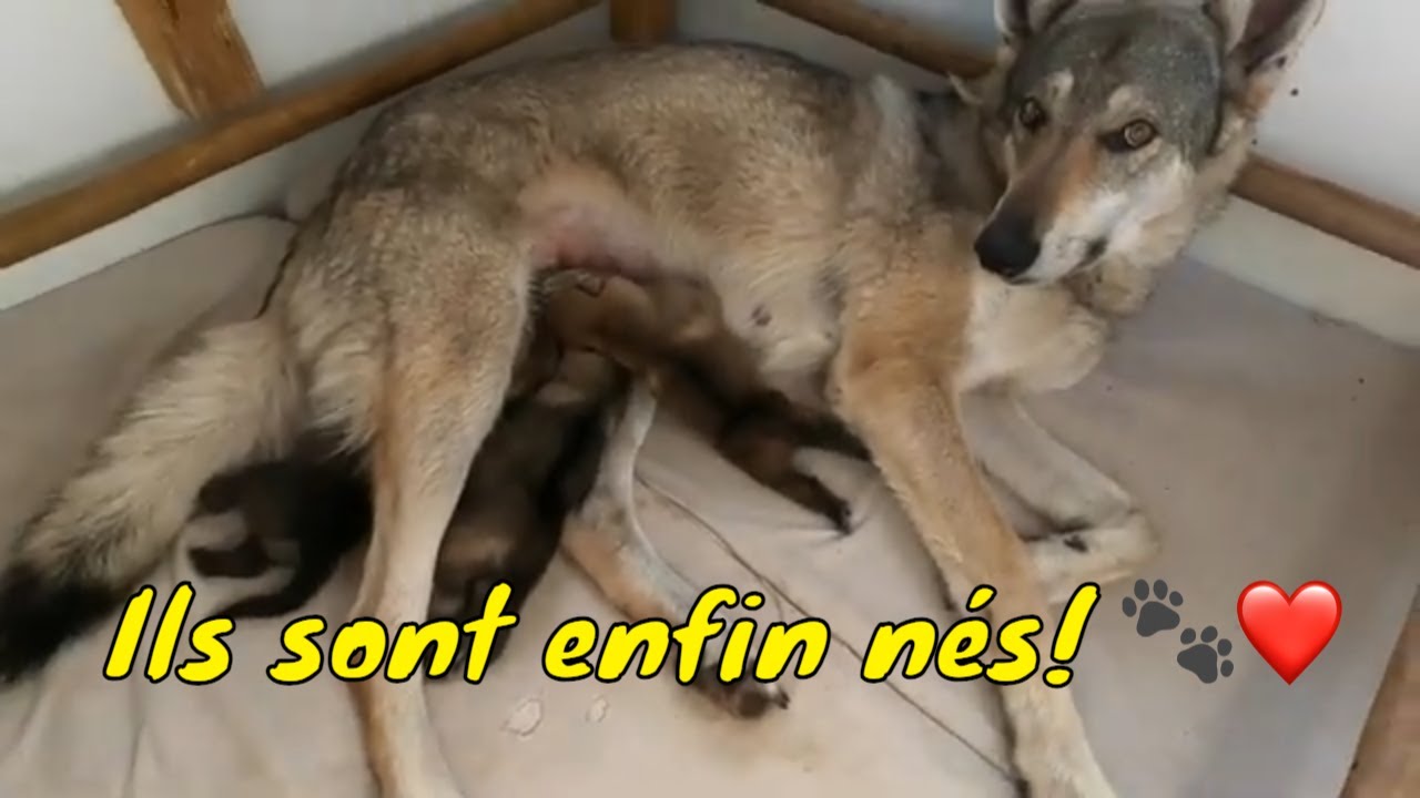 Chiots chien-loup tchécoslovaque de 1semaine - L'Orée du Loup