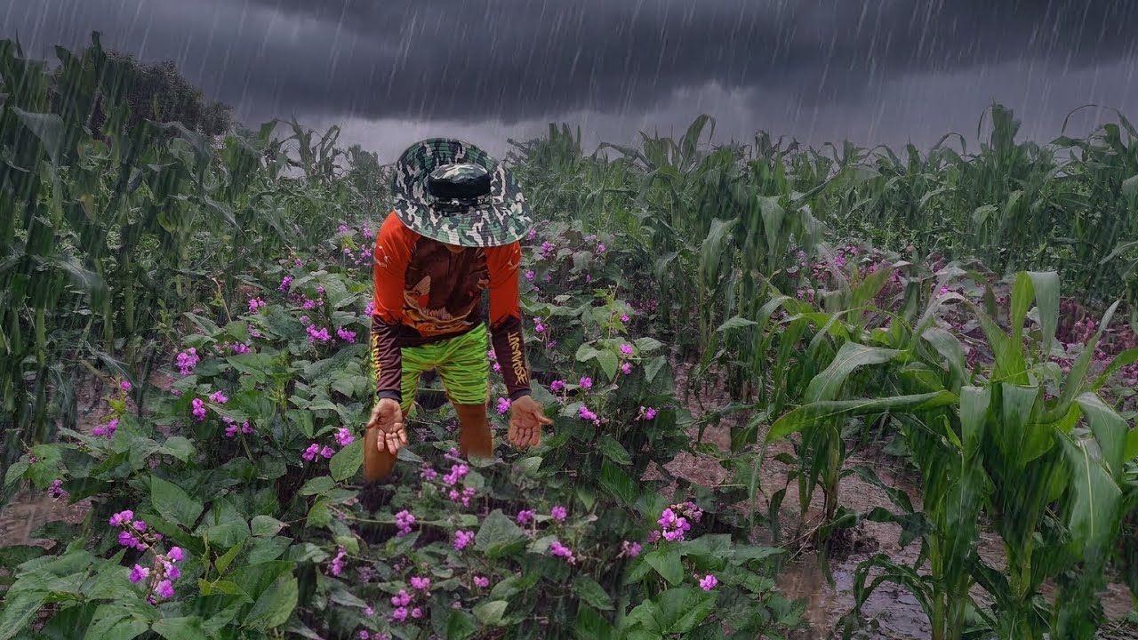 DE BAIXO DE CHUVA ELE MOSTRA A PLANTAÇAO É A FLORAÇÃO DO FEIJÃO ESTA UMA MARAVILHA