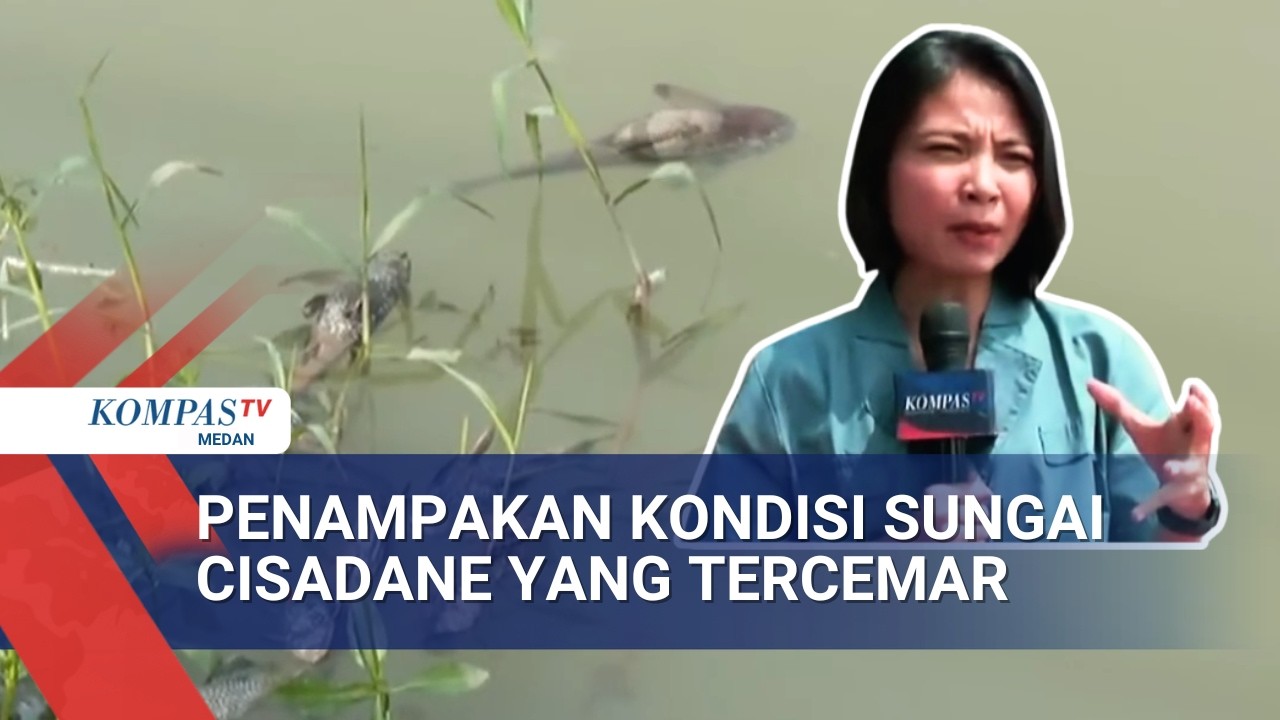 Sungai Cisadane Tercemar, Begini Penampakan Kondisi Sungai Hingga Bangkai Ikanyang Hanyut