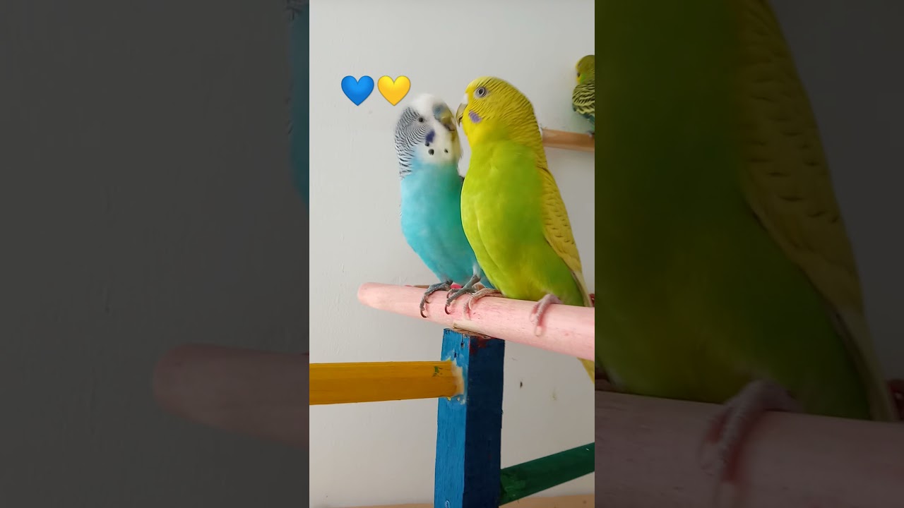 Casal de periquito australiano#shorts#ave#parakeets