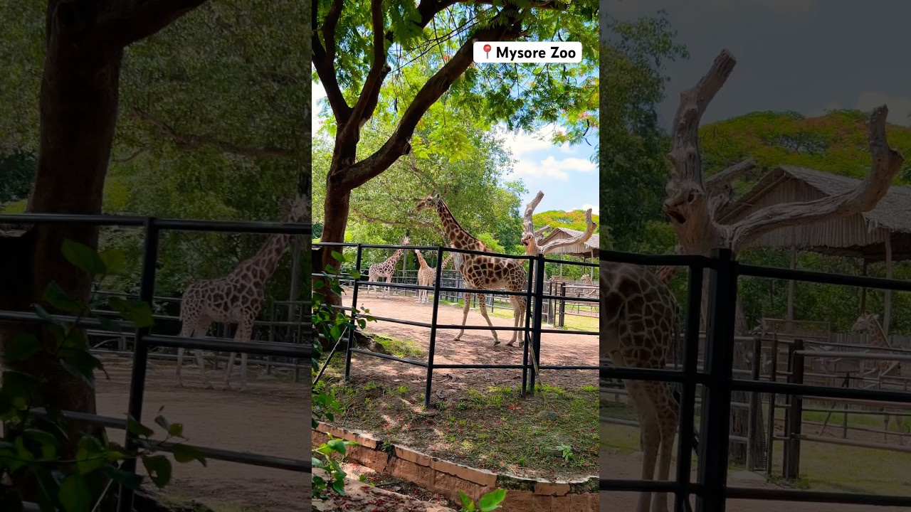 Mysore zoo visit #zoo #animals #tour