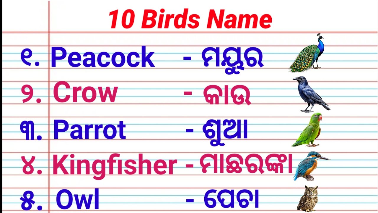Birds name odia to english 🦚🦃🐥🐓. 10 birds name in odia. Kidzworldodia 