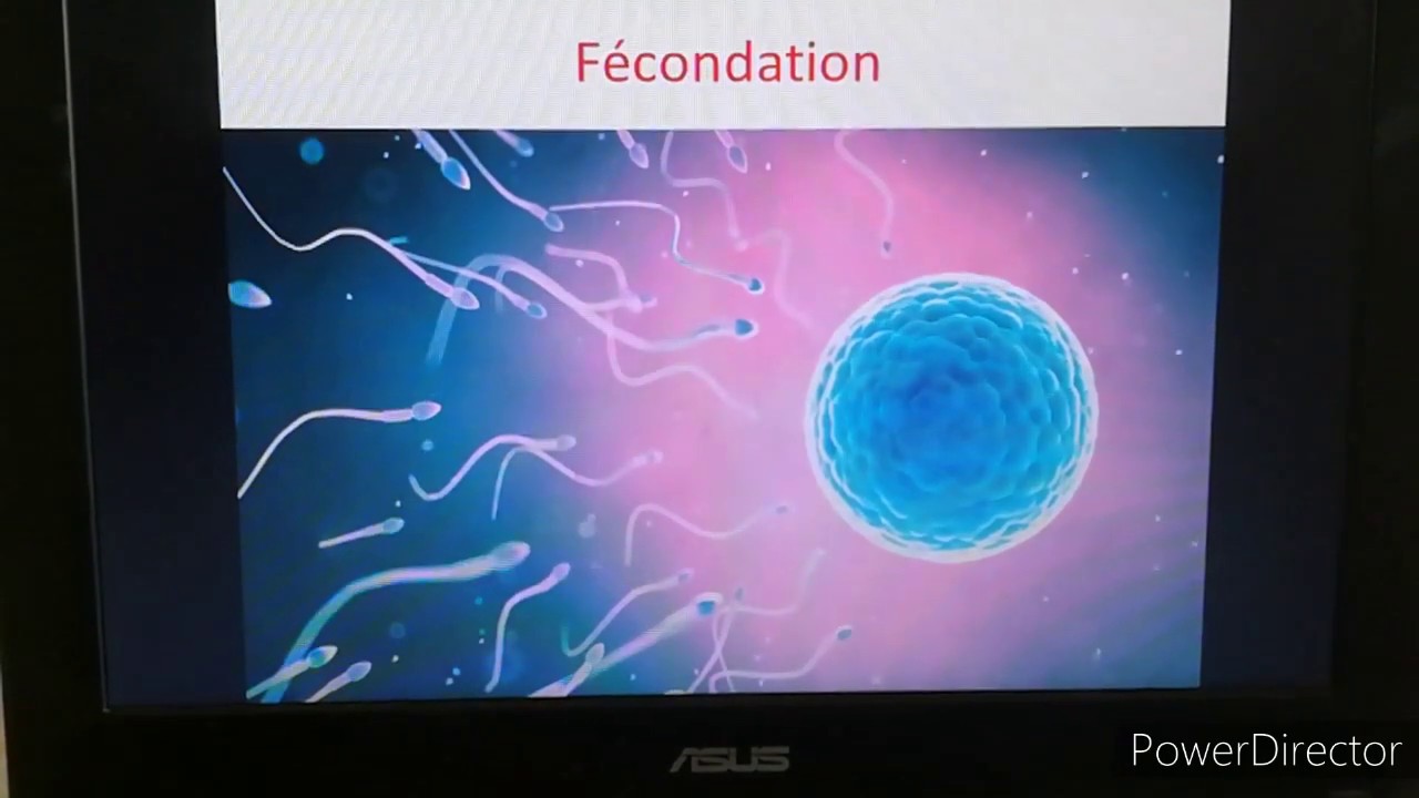 Cours Fécondation partie 1