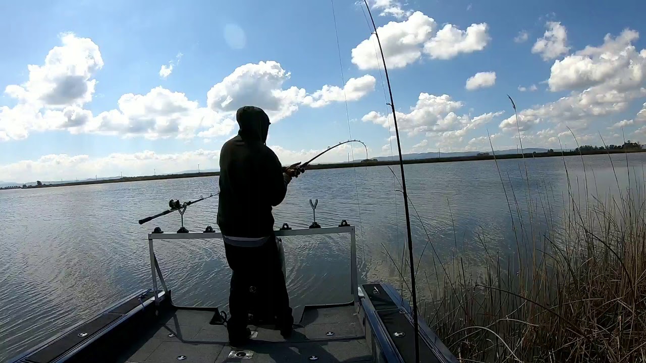 Delta sturgeon / slot fish / catch & release