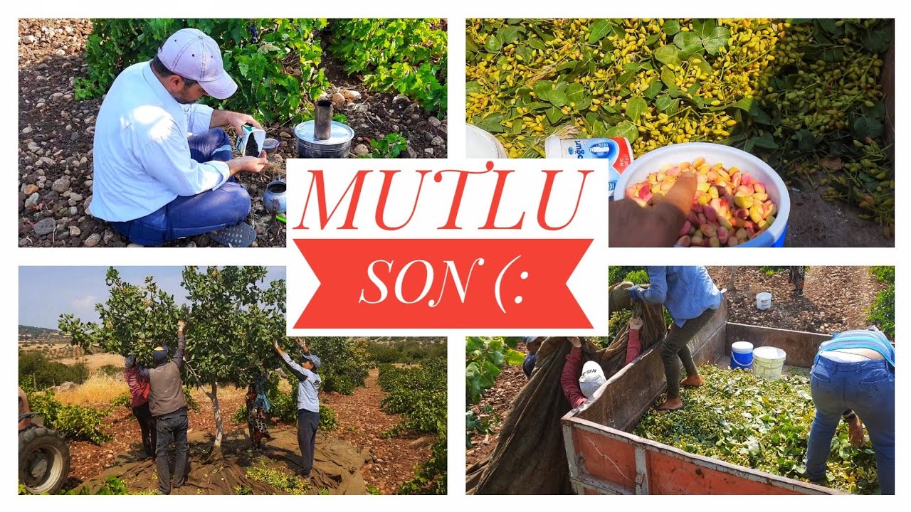 FISTIK HASADINA BAŞLADIK. BEKLENEN SON(: