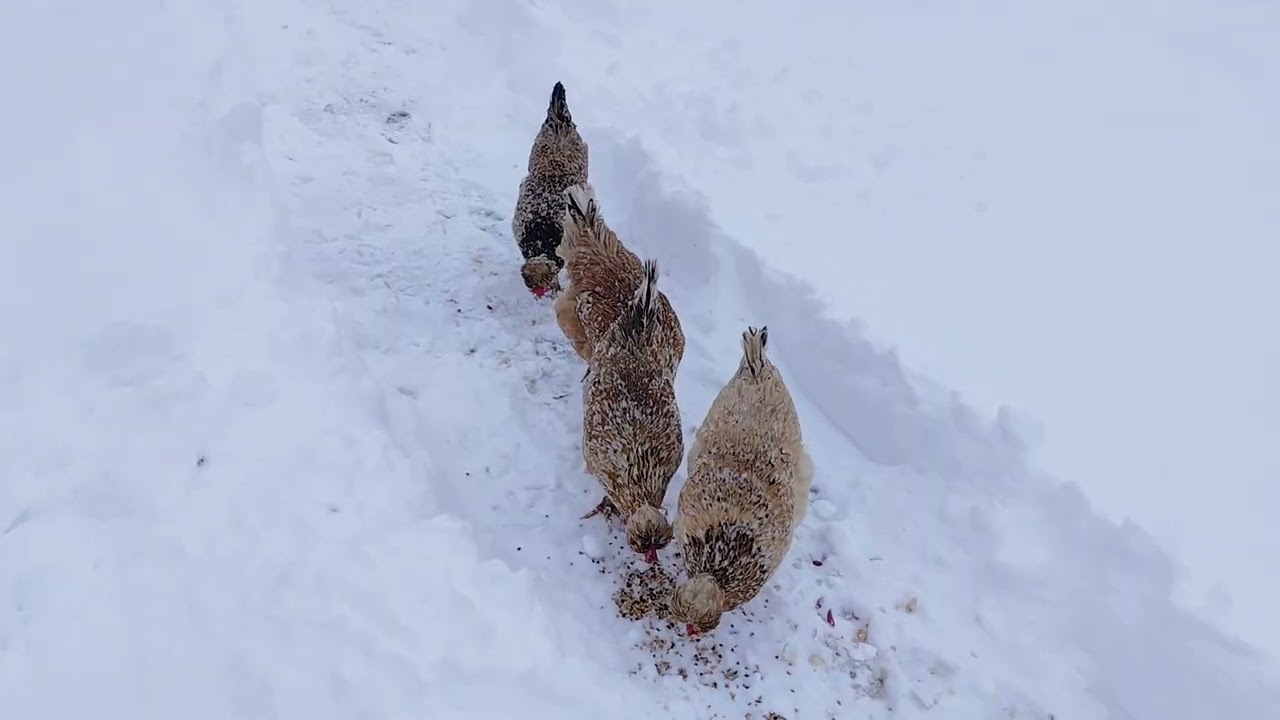 Wymagające warunki atmosferyczne dla wszystkich hodowli 🌨️🥶 Zapraszam na film 👍🤝