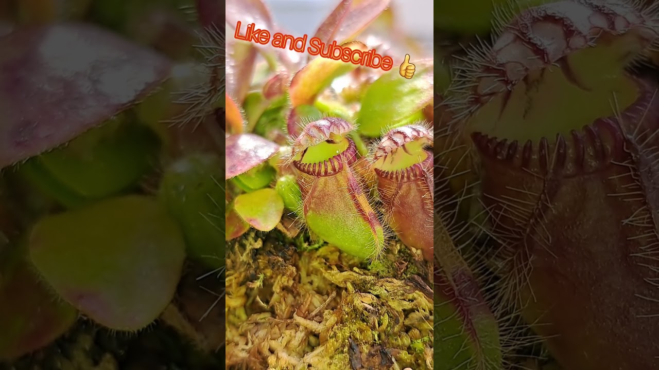 CARNIVOROUS PLANT AUSTRALIAN PITCHER PLANT! #shorts