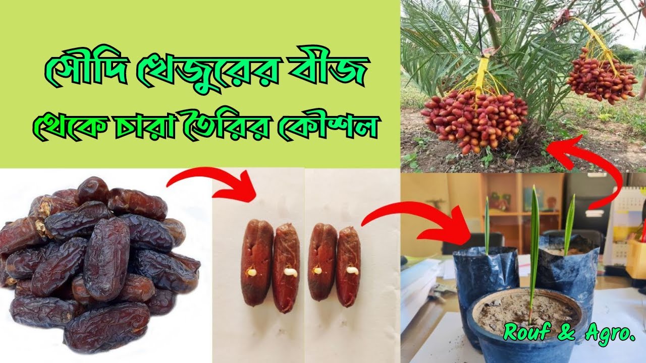 খেজুরের বীজ থেকে চারা তৈরি | সৌদি খেজুরের বীজ থেকে চারা তৈরির কৌশল | Seedlings from date palm seeds