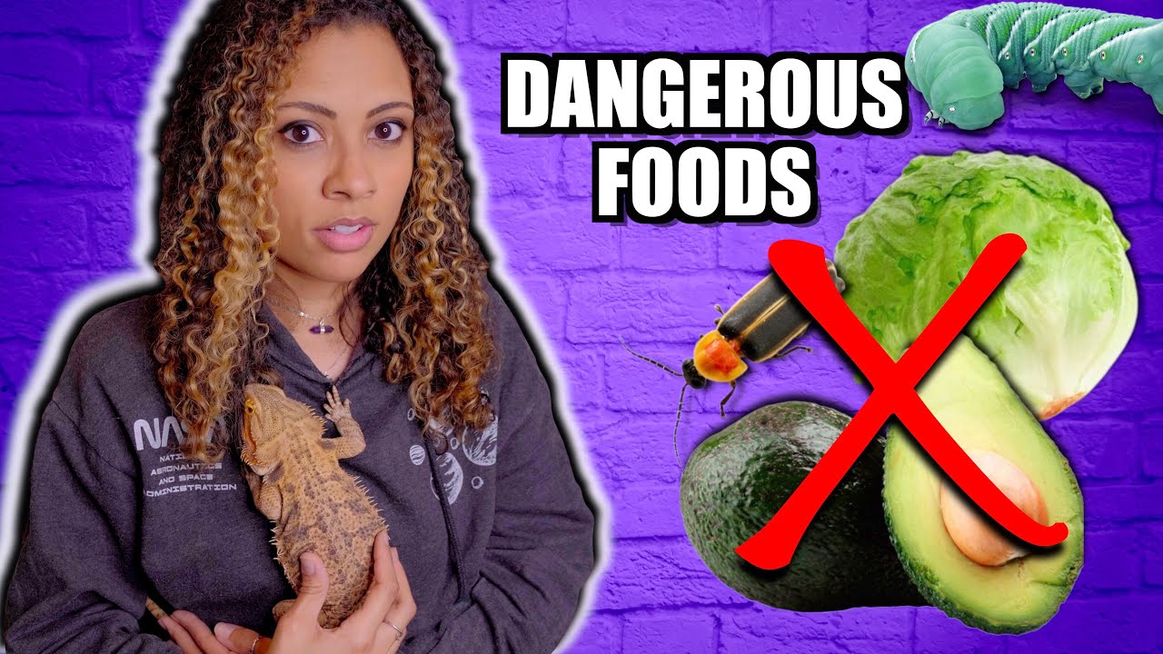 5 Foods To NEVER Feed Your Bearded Dragon