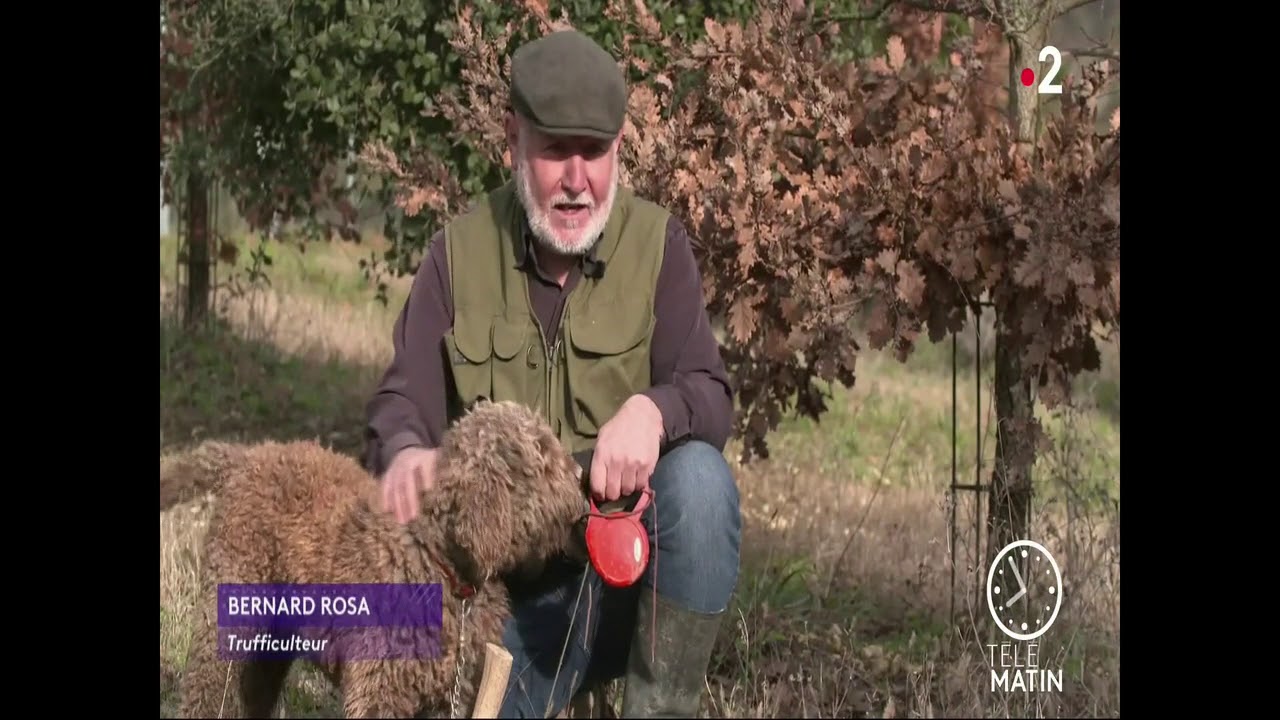 NOS CHIENS TRUFFIERS À TÉLÉMATIN, AVEC NATACHA HARRY