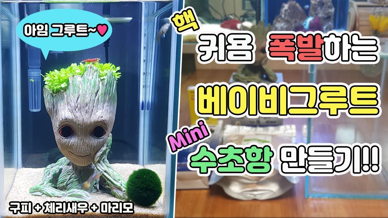 미니 수초항의 끝판왕되시겠습니다! 제작과정, 비용 공개! [TV생물도감]