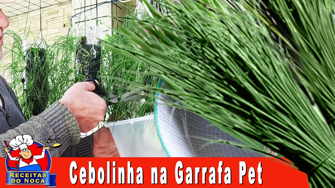 ✔️CEBOLINHA o ANO INTEIRO na GARRAFA PET ➾