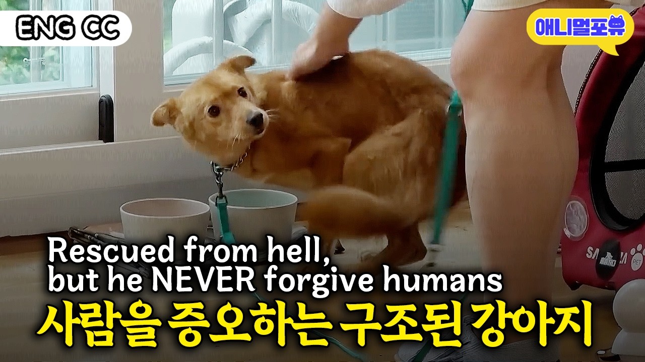 사람을 믿지 못하던 강아지, 강형욱 훈련사 만나자 눈물나는 변화... I KBS 개는 훌륭하다 220829 방송