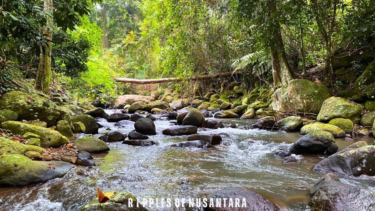 Gentle Flowing River with Relaxing Nature Sounds for Calmness, Sleep, and Stress Relief