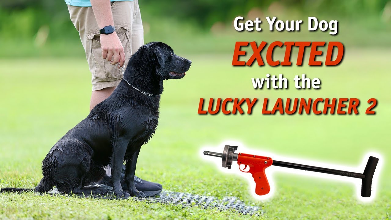 Get Your Dog Excited with the Lucky Launcher II