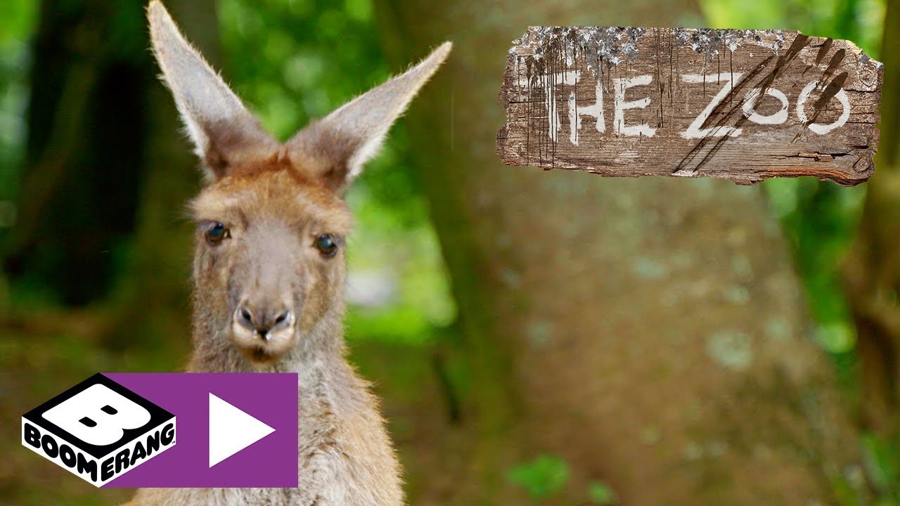 Zoo | Niller’s Hoppeti-stop-hop | Boomerang Danmark