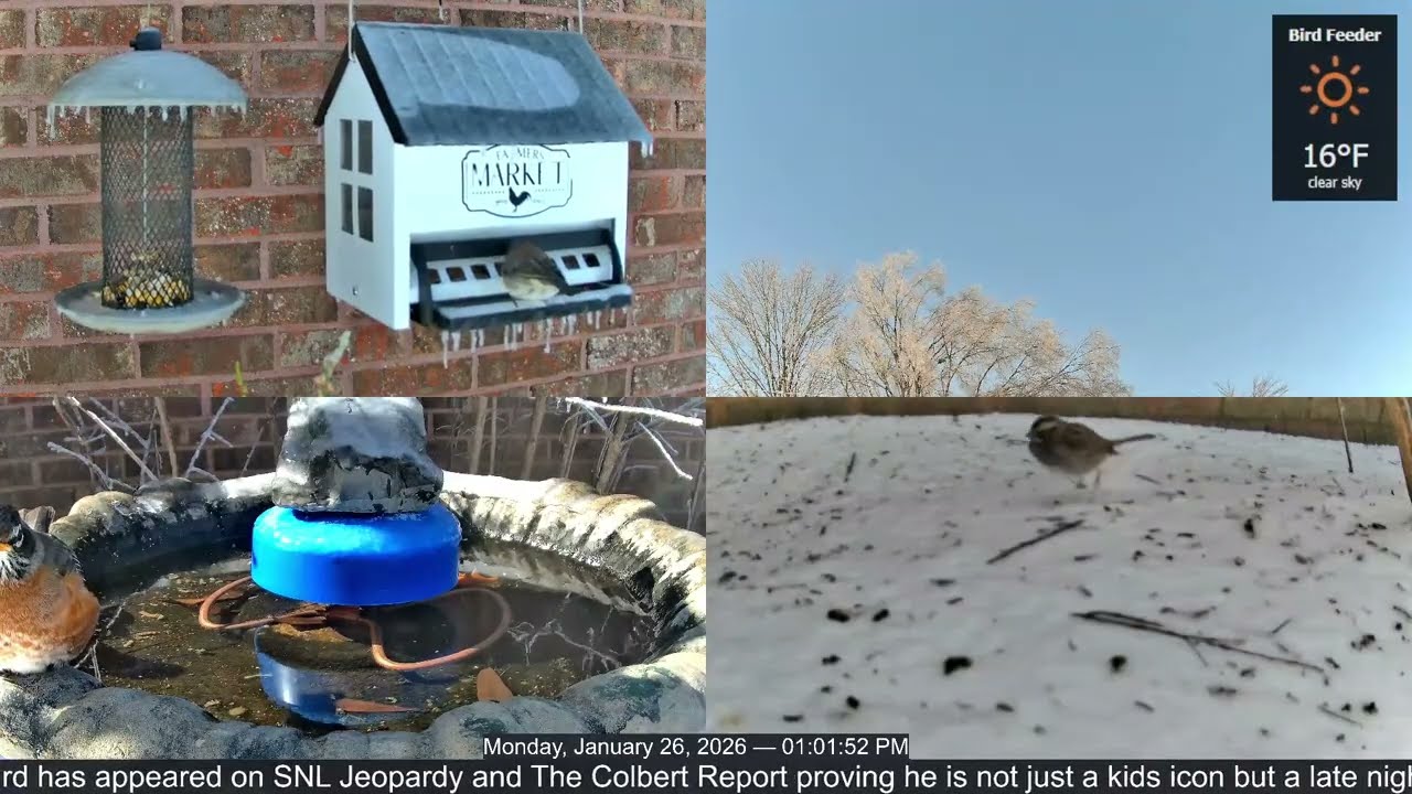 LIVE Bird Feeder Cam | Flock Around the Clock 🐦 | 1/26/2026