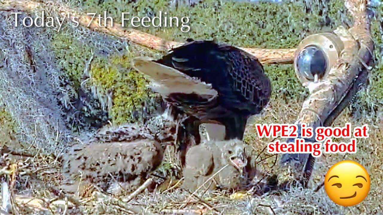 #218🦅🐥32°🐥27°／Winter Park Eagle Nest 2026／Against All Odds:One-Eyed Mom／by Winter Park Eagle Cam