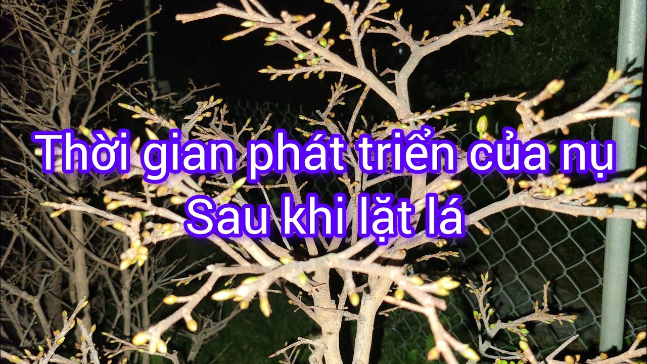 Thời gian lặt lá, sự phát triển của nụ mai sau khi lặt lá hoàn toàn