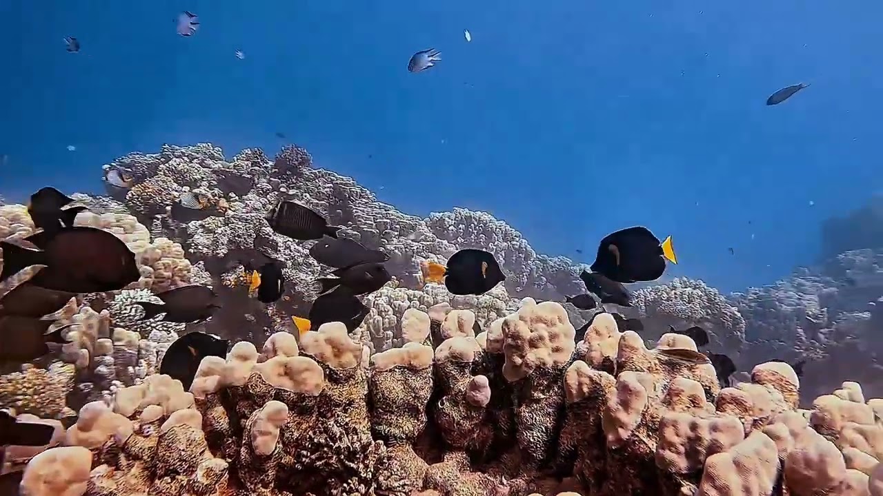 Dahab Summer 2025
