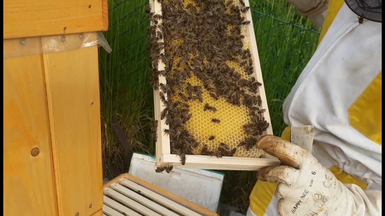 Usazení prvního roje 20.5.2023 + kontrola po týdnu 26.5