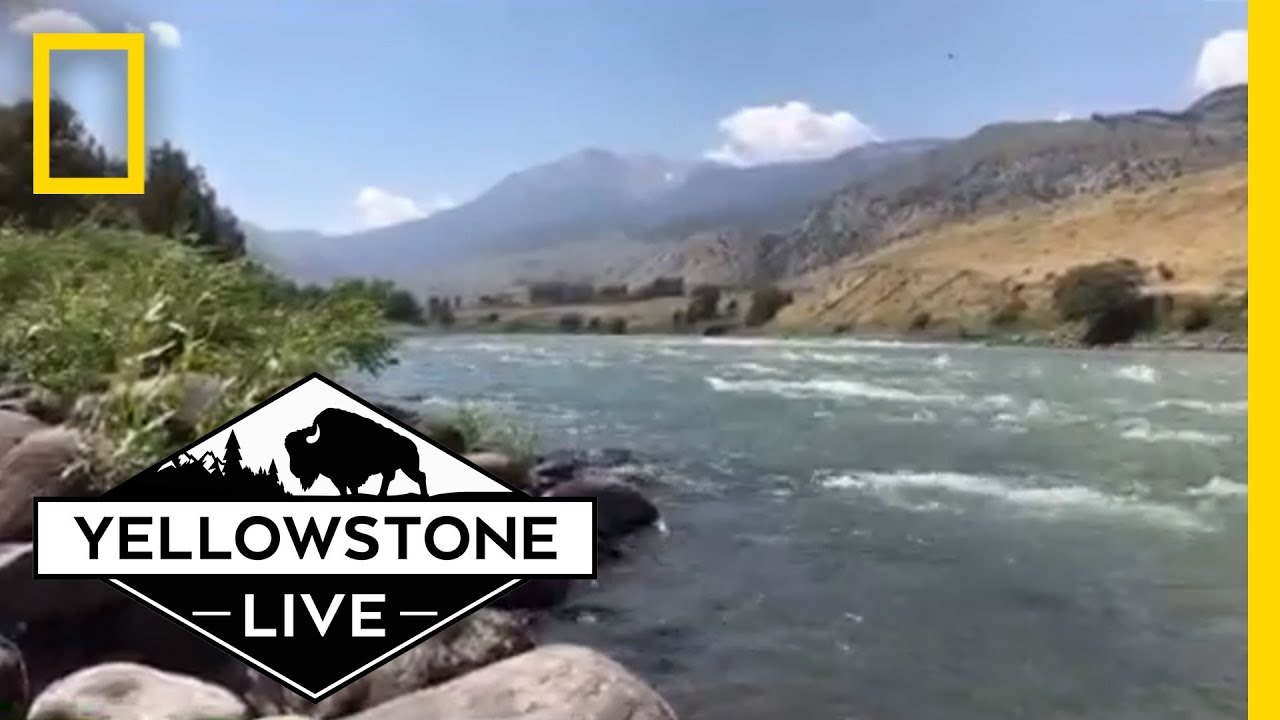 Relaxing Yellowstone River LIVE! | Yellowstone Live
