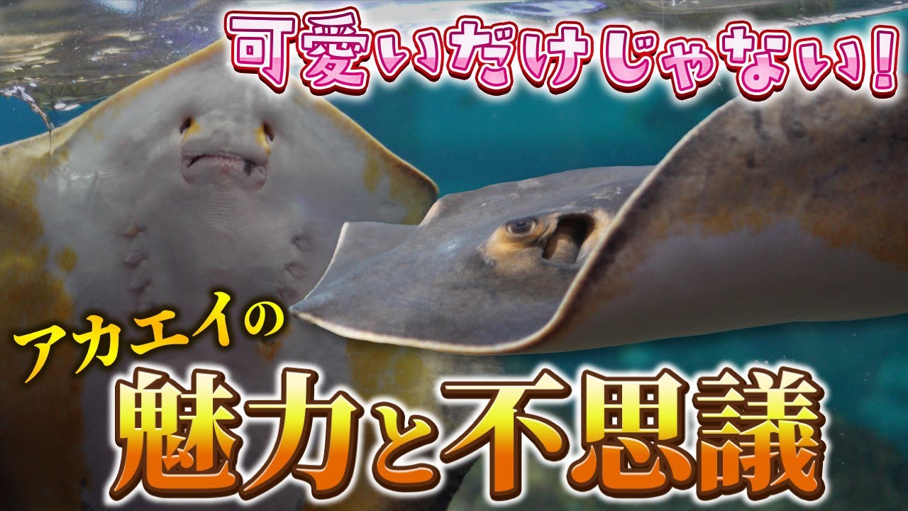 アカエイは卵ではなく赤ちゃんを産む？毒針を持つ危険魚の生態を解説！【アカエイ前編】