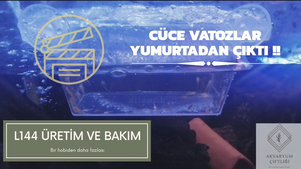 CÜCE VATOZ ( L144 ) YAVRULARIMIZ YUMURTADAN ÇIKTI  #l144 #placo #cucevatoz #cücevatoz