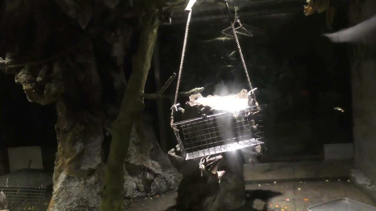 エジプトルーセットオオコウモリ 22.06.28 天王寺動物園 Egyptian fruit bat / Egyptian rousette