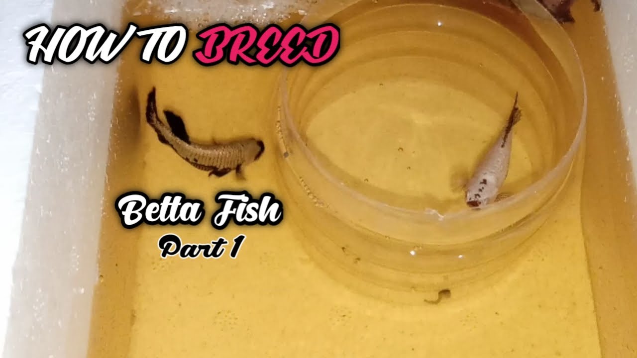 how to breed betta fish part 1