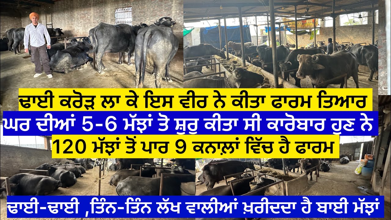 ਢਾਈ ਕਰੋੜ ਲਾ ਕੇ ਇਸ ਵੀਰ ਨੇ ਕੀਤਾ ਫਾਰਮ ਤਿਆਰ,ਘਰ ਦੀਆਂ 5-6 ਮੱਝਾਂ ਤੋਂ ਸ਼ੁਰੂ ਕੀਤਾ ਸੀ ਕਾਰੋਬਾਰ ਹੁਣ ਨੇ 120 ਮੱ…….