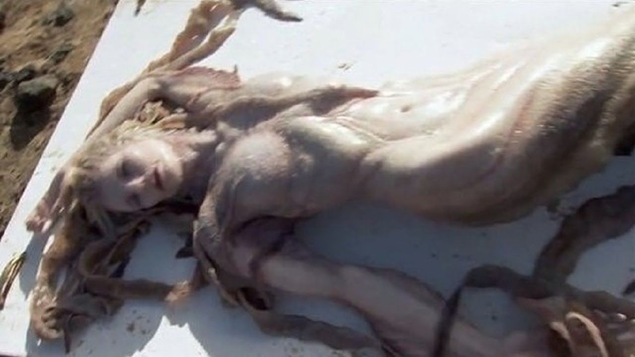 20 Avistamientos de Sirenas Reales Captadas en C&aacute;mara