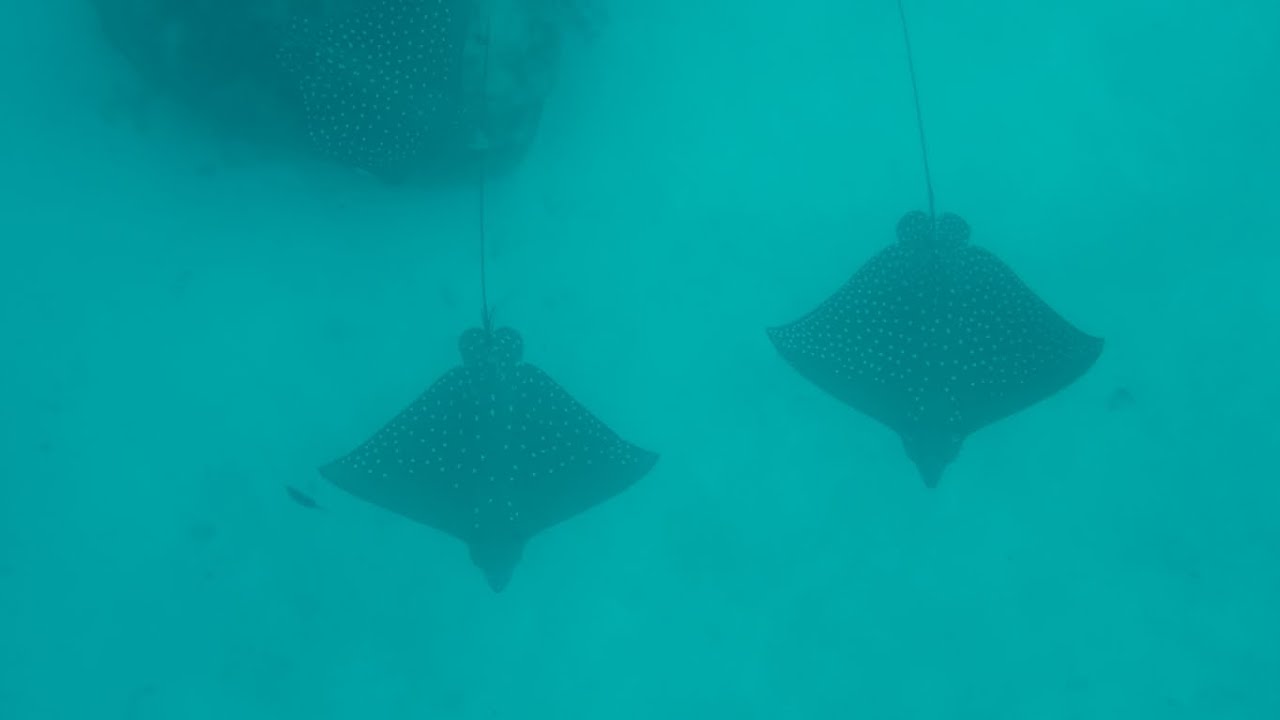 Malediven Shark Dives