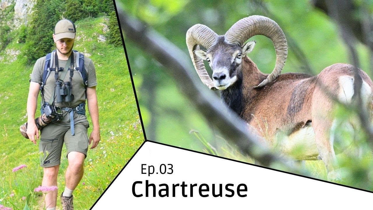 Chartreuse Ep.03 - Mouflons et Proxi Photographie