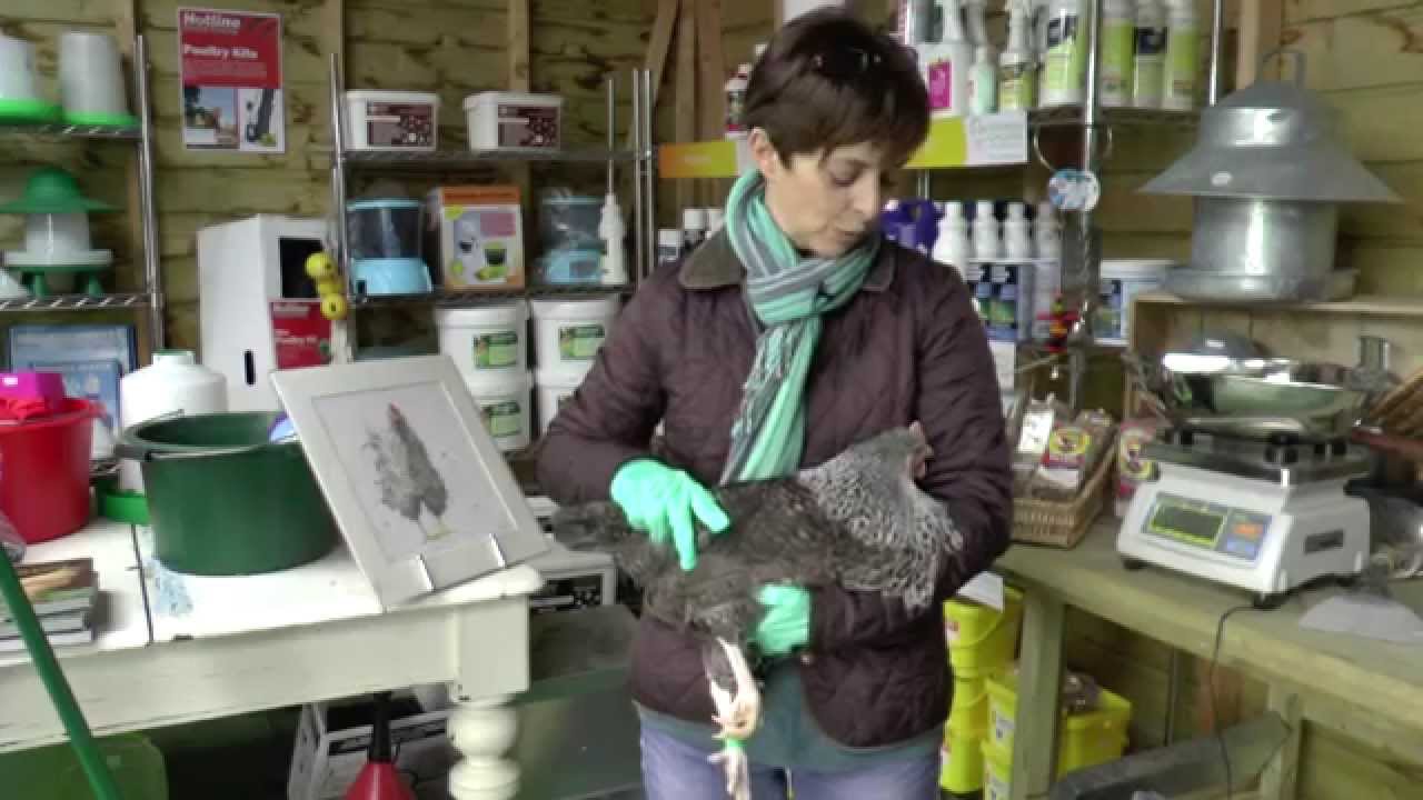 Spring Clean! How to Get Rid of Mites and Lice on Chickens