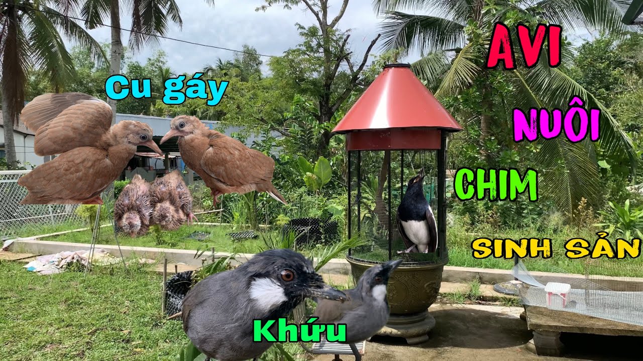 Thả Chim C.u Gáy Vào Avi Mới,Mẫu Aviary Mini Đẹp Được Làm Trên Chậu Hoa/Tôi Yêu Động Vật TV