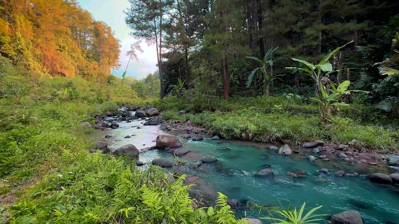 Escape The Noise: Your Immersive Forest River Watersounds Retreat Awaits