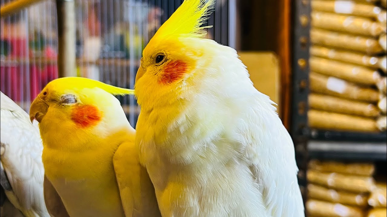 How many beautiful birds are there in SouqWaqif Market?🕊️  #vlog#viral #market #myfirstvlog #video 