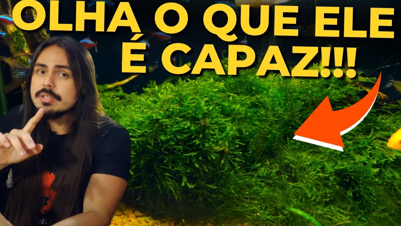 🔴ESSE MUSGO VAI TE SURPREENDER! |Mr. Betta|