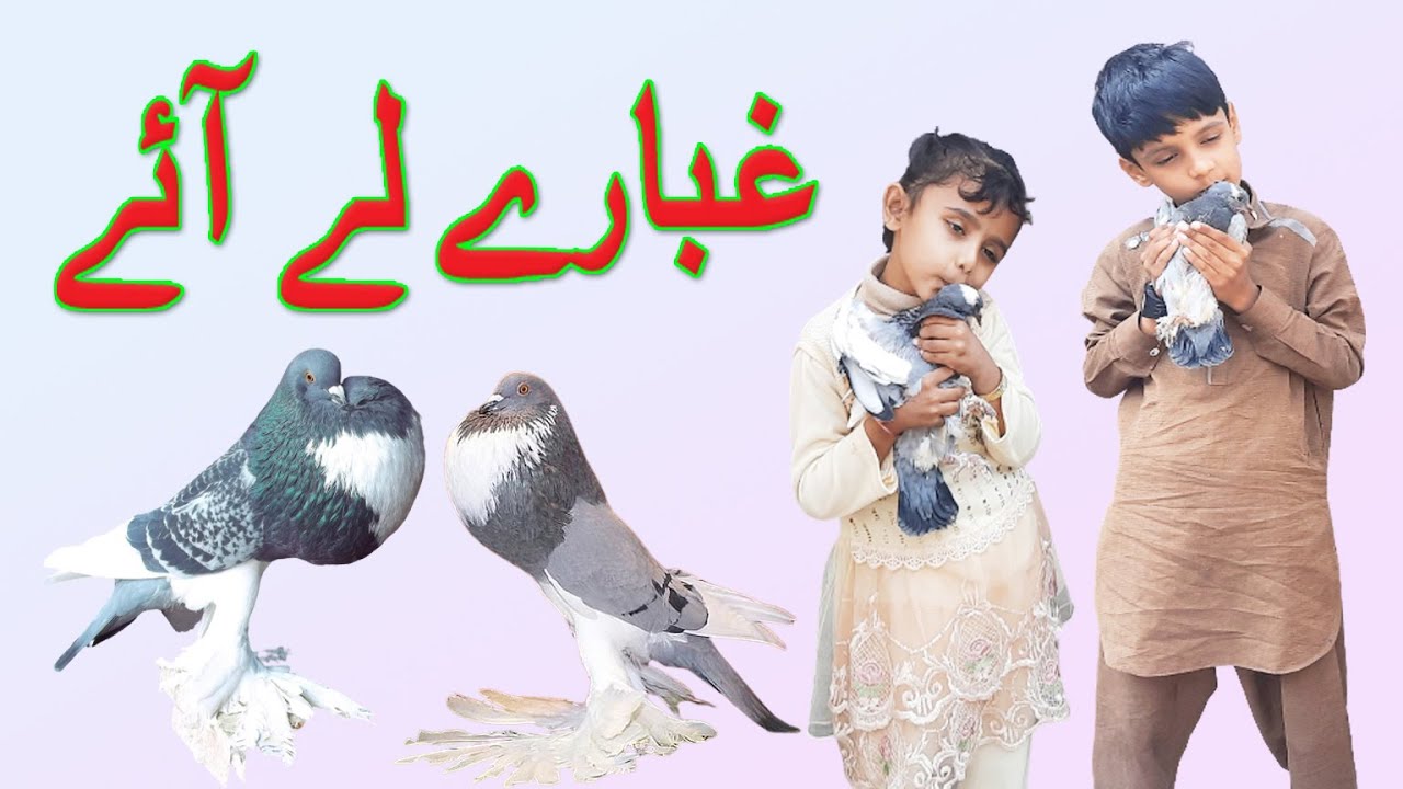 fancy pigeon setup | pigeon vlogs | pigeon vlogger | pigeon video | kabootar vlog | kabootar bazi
