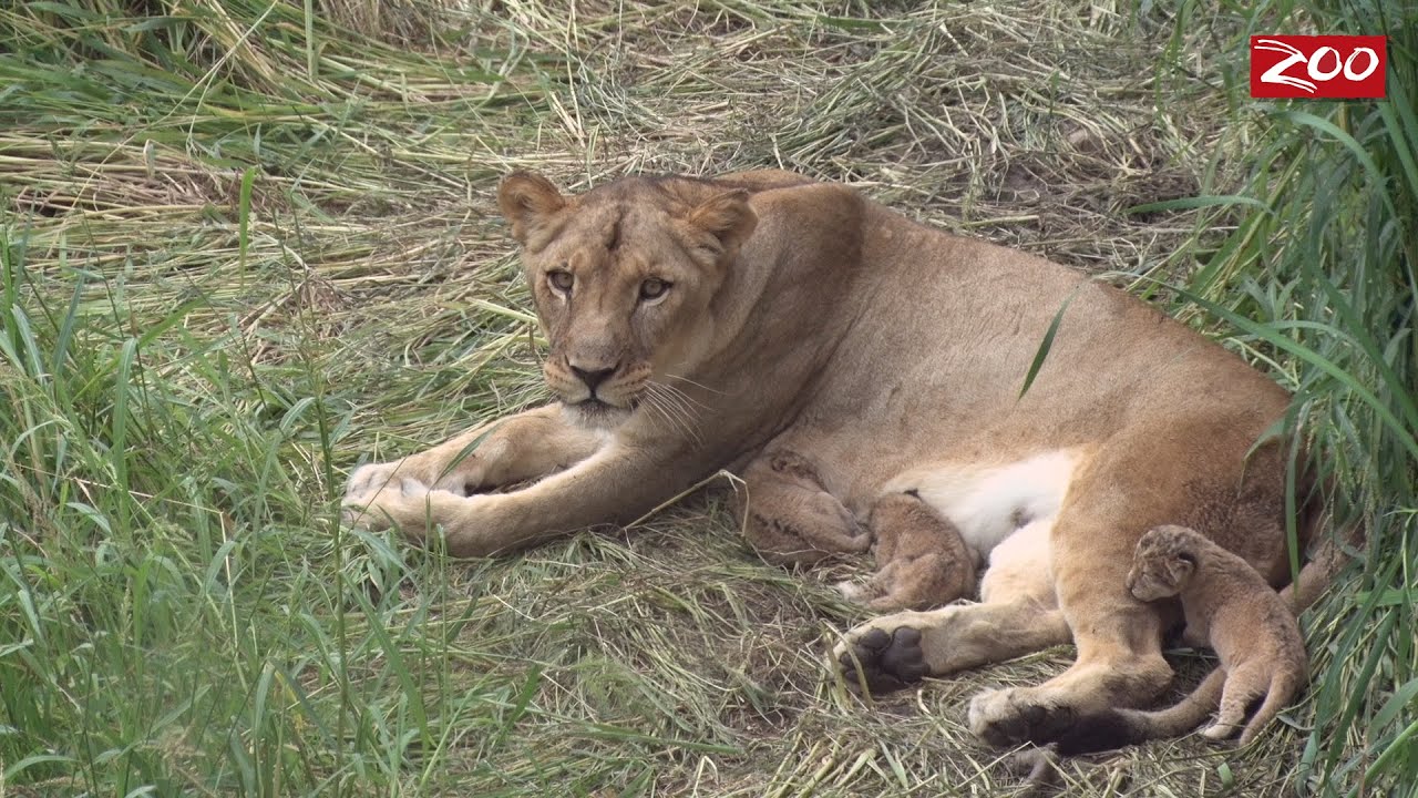 THE PRIDE OF THE COLUMBUS ZOO JUST GOT BIGGER