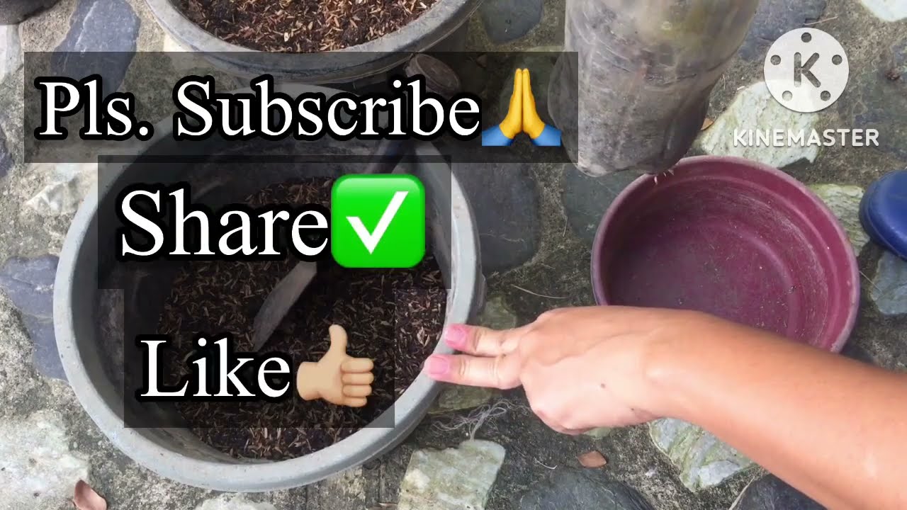 Propagated Adenium Cutting ( replanting )