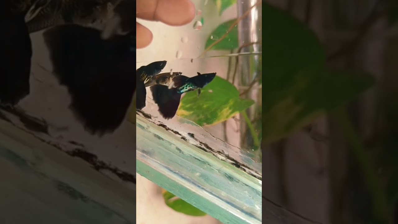 black 🖤 Guppys 🥰 