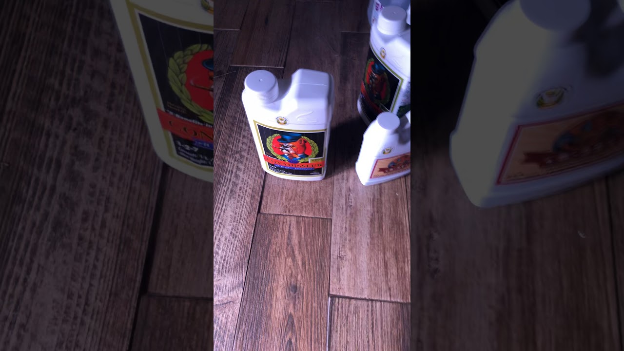 Week 3. Auto-flower. Advanced nutrients feeding.