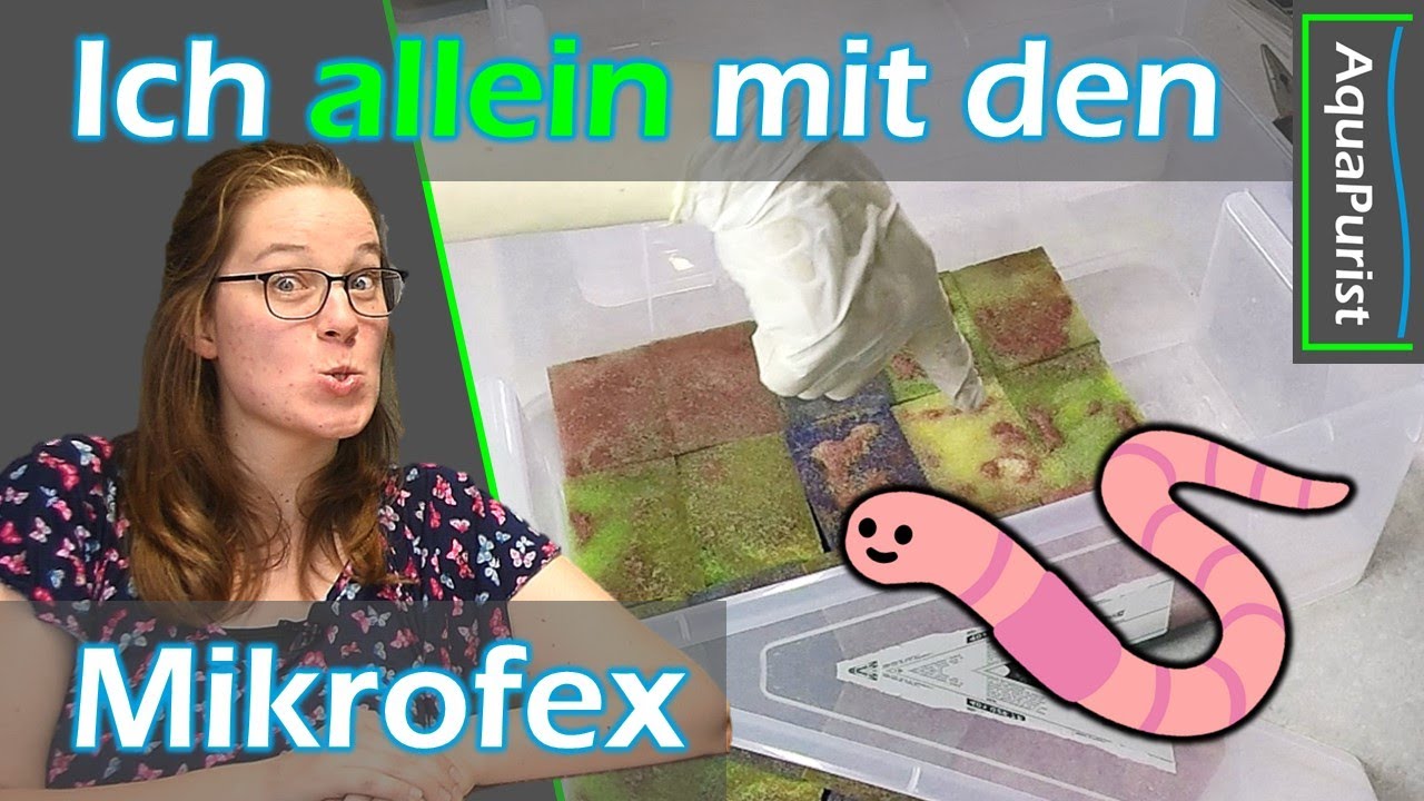 💩🪱🚨 Stinke Würmchen Alarm! 🕵️‍♀️ Lari deckt auf!👃 #Mikrofex (Dero digitata) als #Lebendfutter