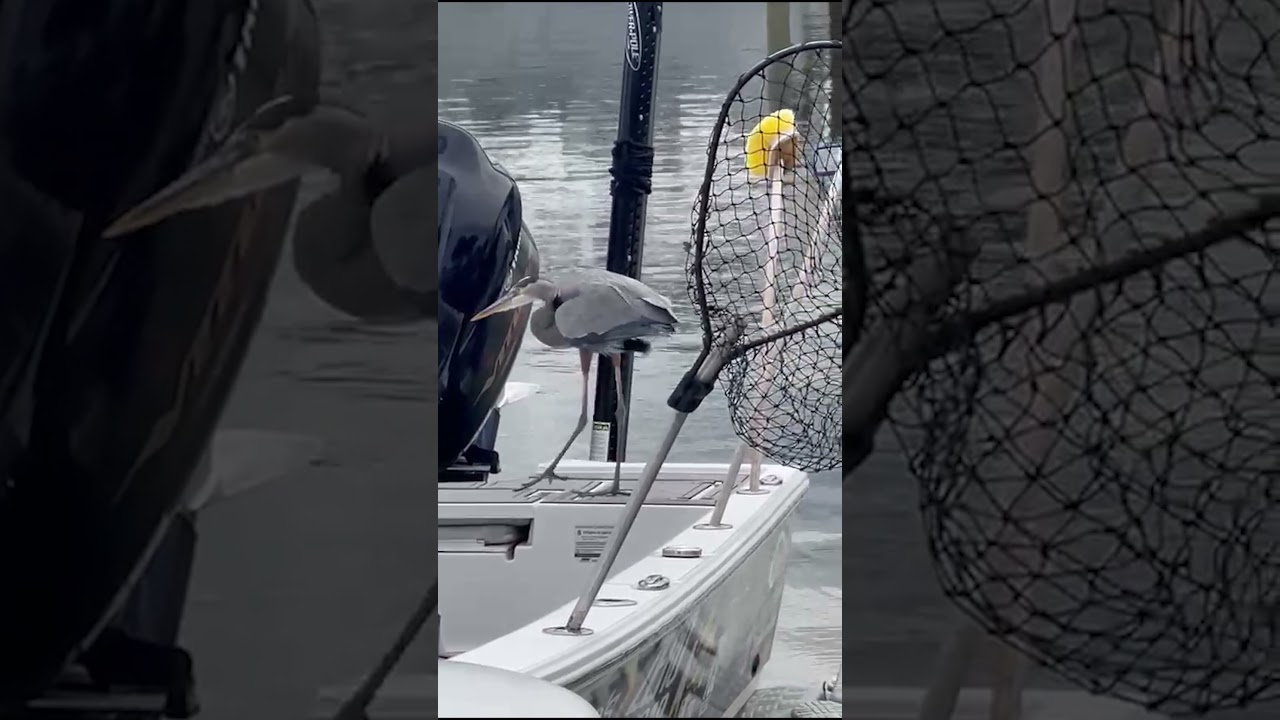 &ldquo;Richard&rdquo; the Great Blue Heron #birds #animals #animalshorts