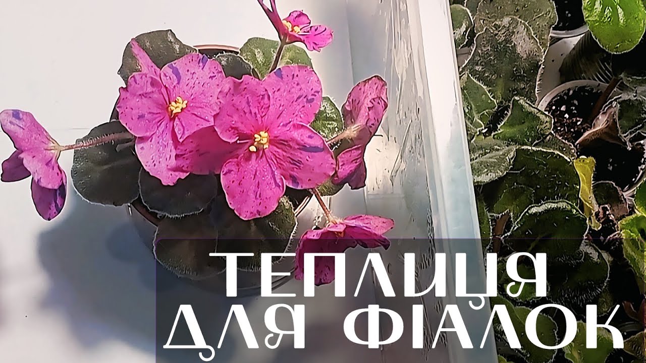 СЕКРЕТИ ВИРОЩУВАННЯ ФІАЛОК В ТЕПЛИЦІ: Від А до Я. Мій досвід #фіалки #продажфіалок #рослиниукраїна