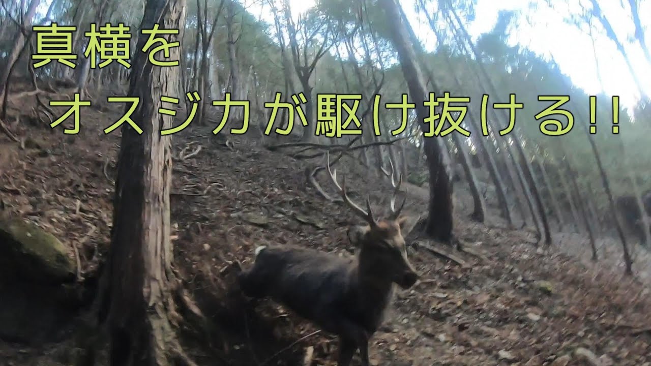 【狩猟】閲覧注意　巻狩り　半矢鹿の逆襲！？真横１ｍをシカが駆け抜ける！　DEER　HUNTING
