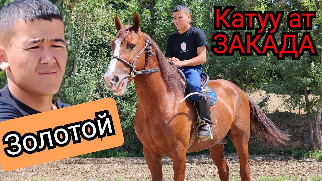 ЗОЛОТОЙ😱катуу ат ЗАКАДАН чыкты