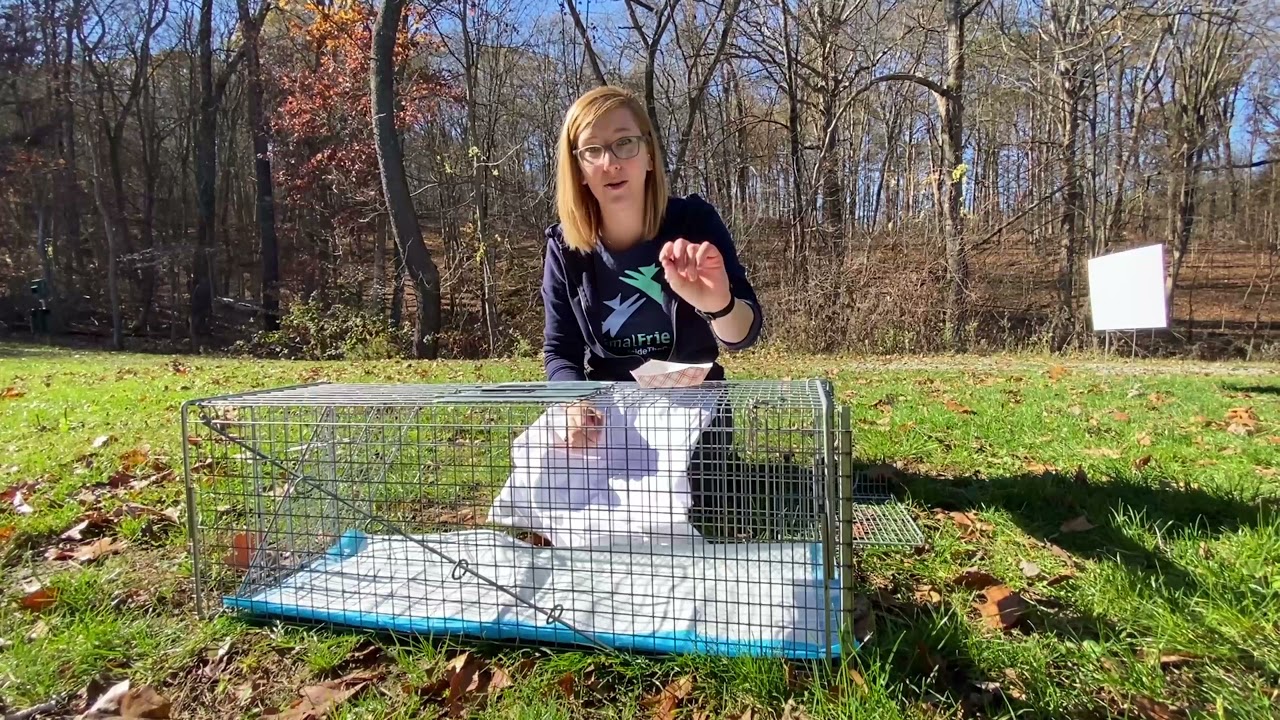 How to Set a Box Trap